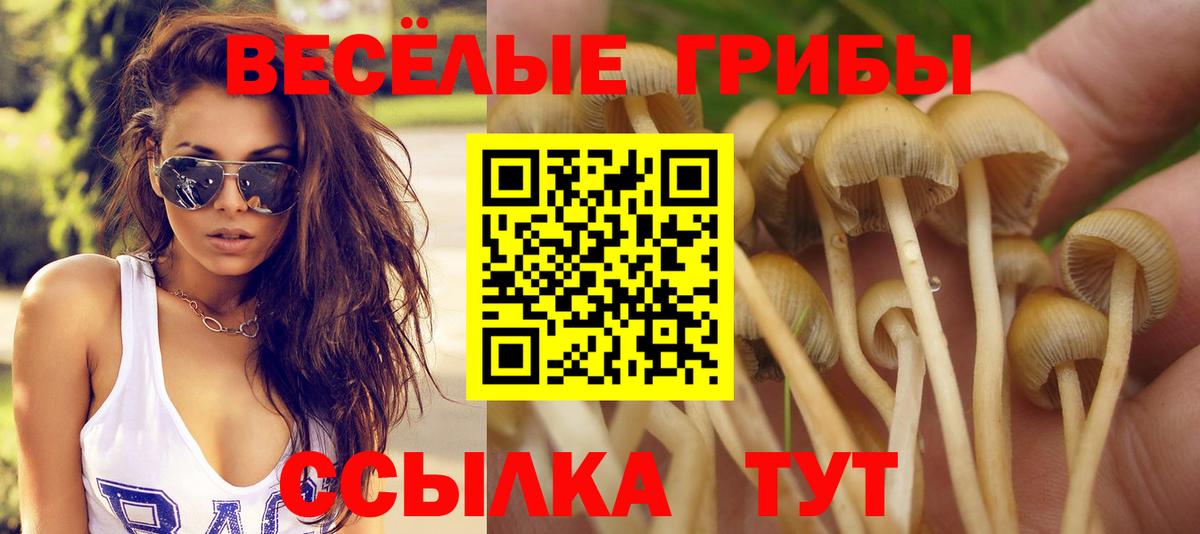 Галлюциногенные грибы Psilocybine cubensis Киров